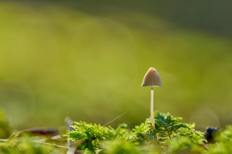 a tiny mushroom on the forest floor