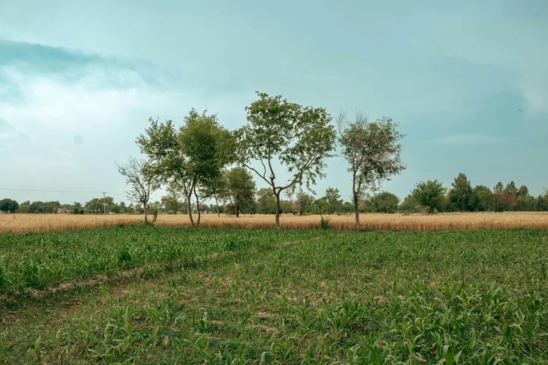 a grassy field with some trees and some clouds