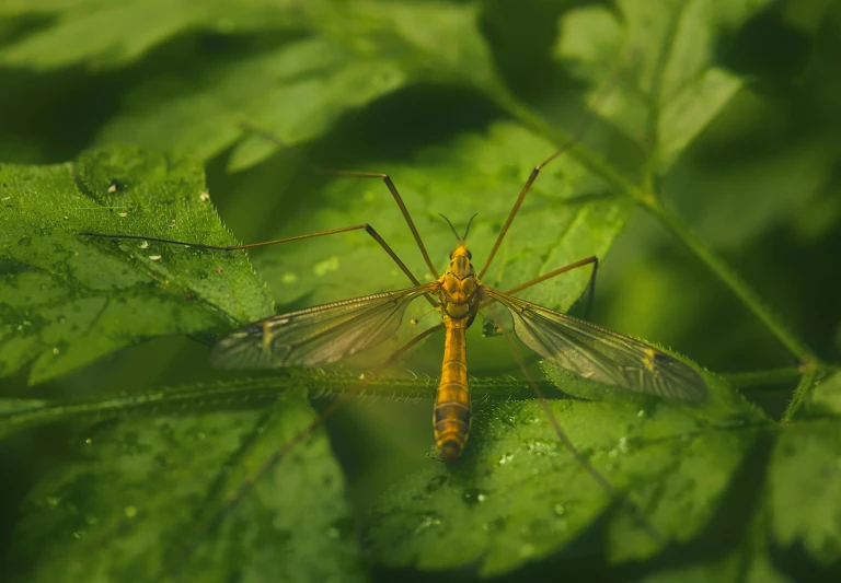 a yellow mosquito is sitting on green leaves