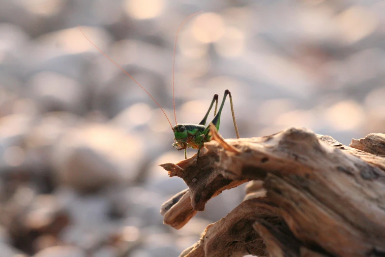 a green insect perched on top of a tree stump