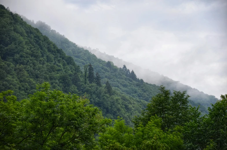 the fog covered mountain range with many trees in the foreground