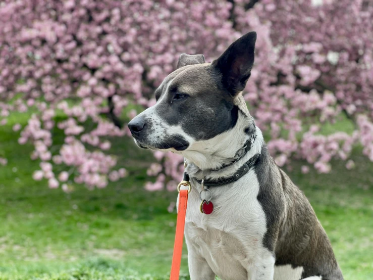 an adorable dog sitting down in the grass