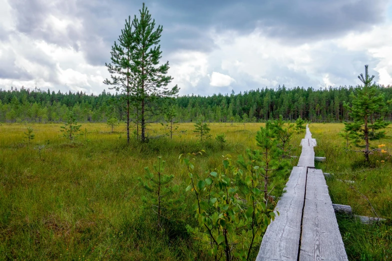 there is a old plank road in the forest