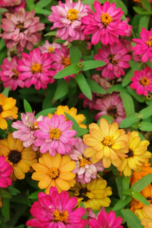 the large group of colorful flowers is very small