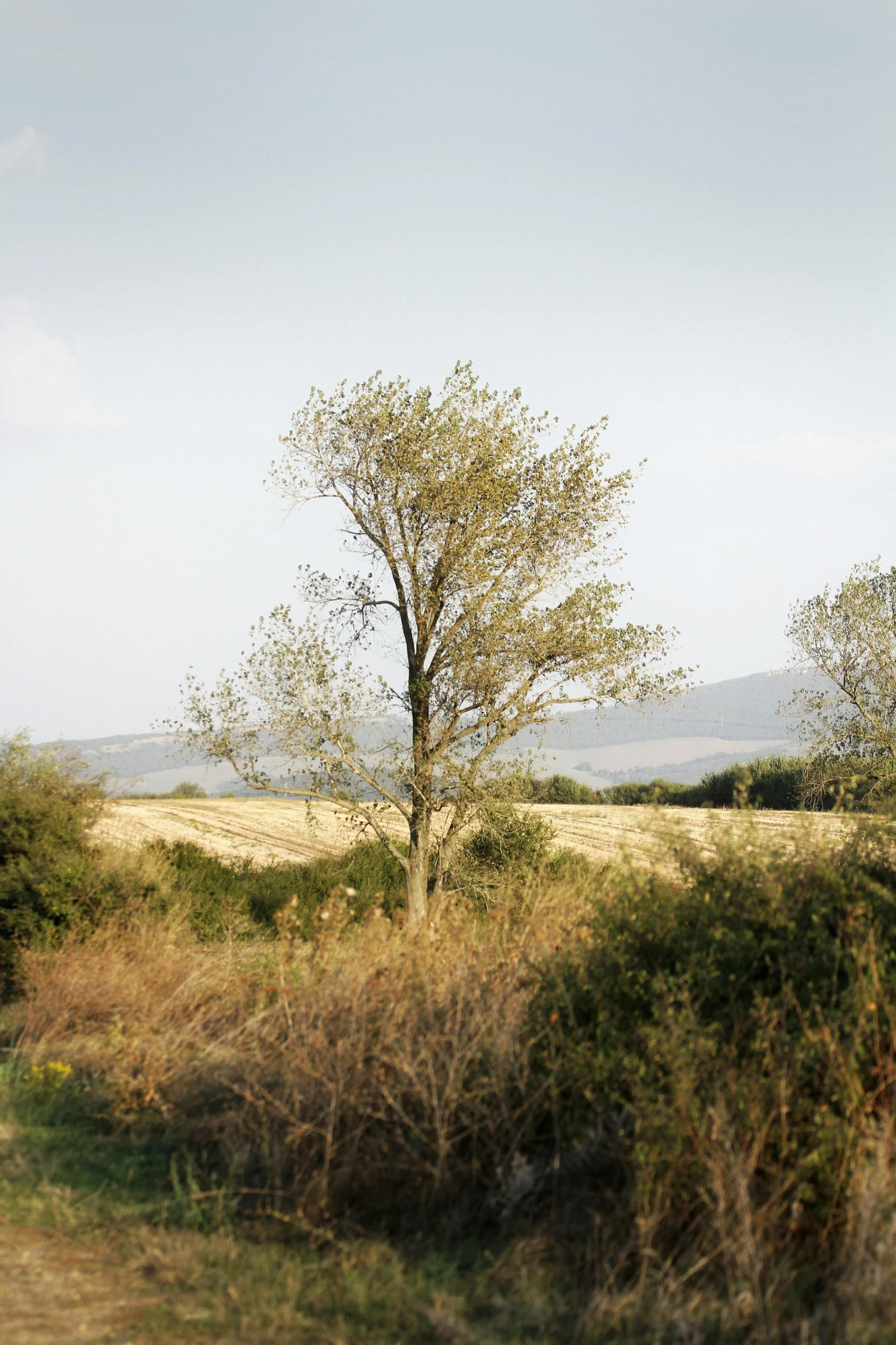 a single tree sits in the middle of an empty field