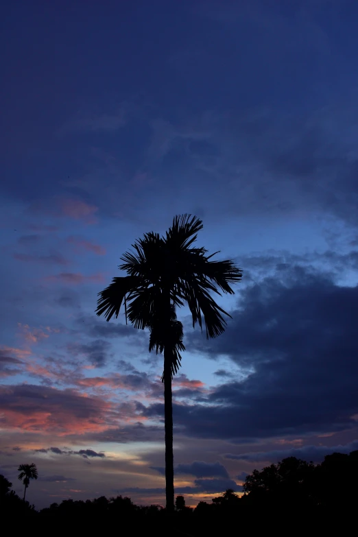 the sunset shines brightly with silhouettes of trees