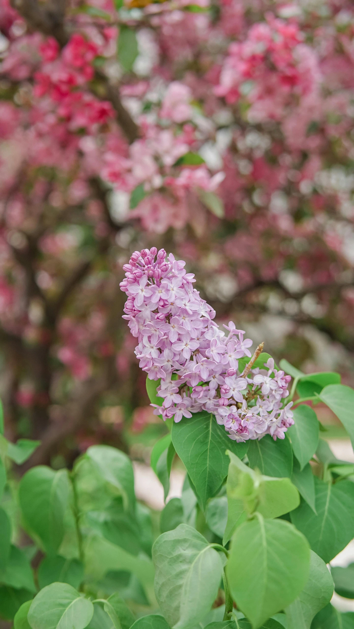 a bush with several pink flowers on it