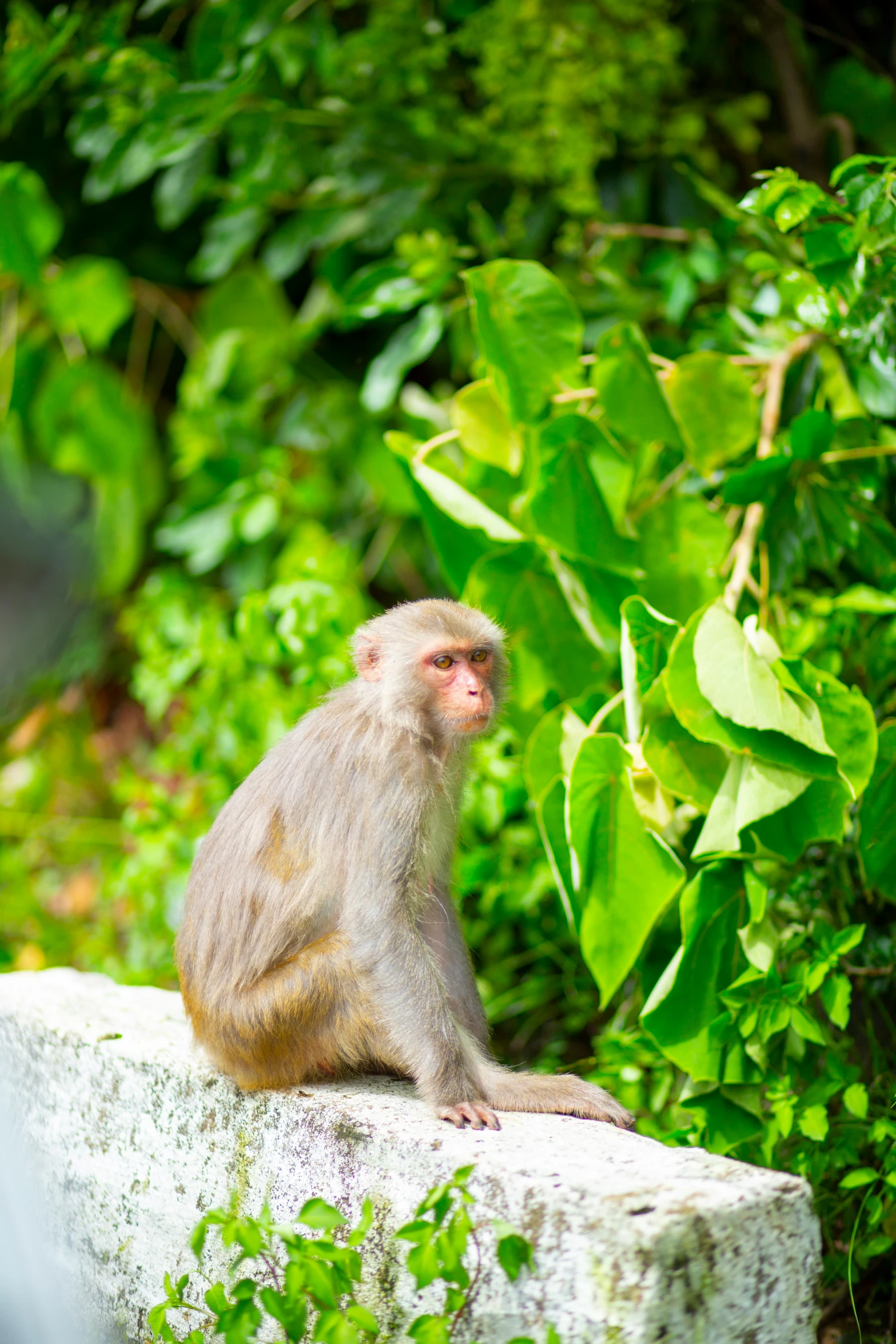 a monkey sits on a rock in the forest