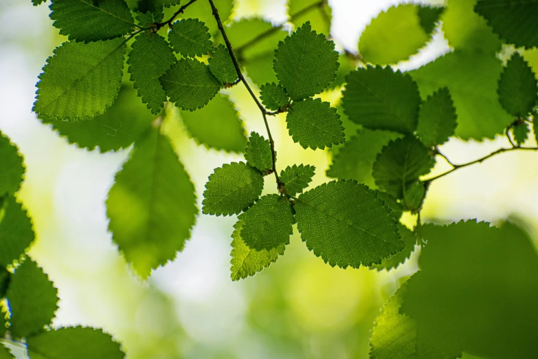 the leaves of a plant are green