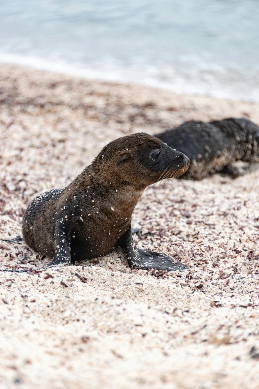 a pair of small sea lions play in the sand