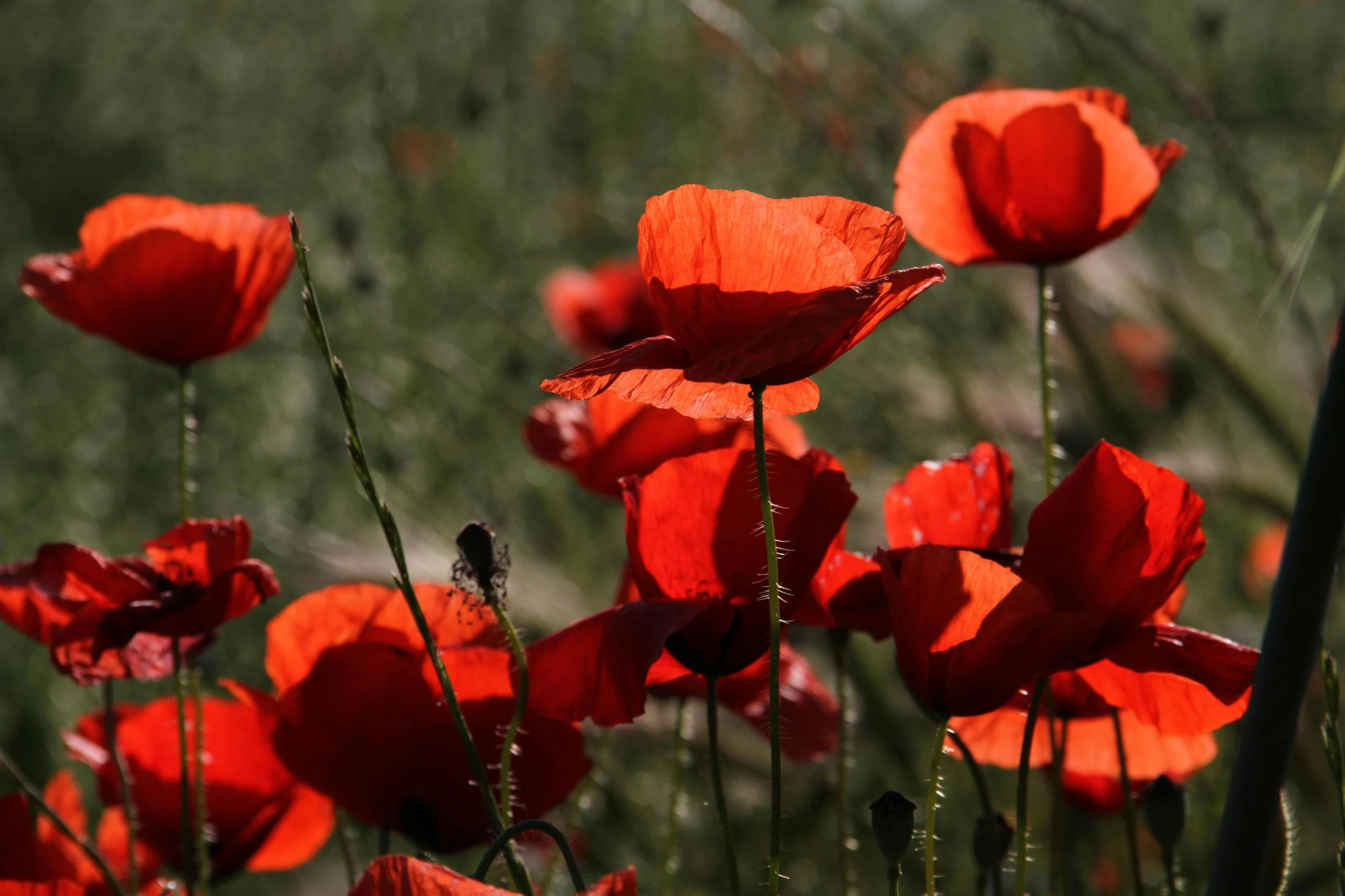 a large field of red poppies on the edge of grass