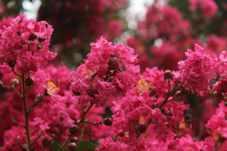 a pink bush with lots of purple flowers in it