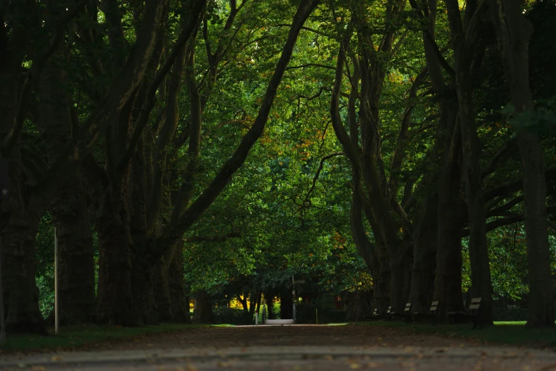 an open paved path with lots of trees around