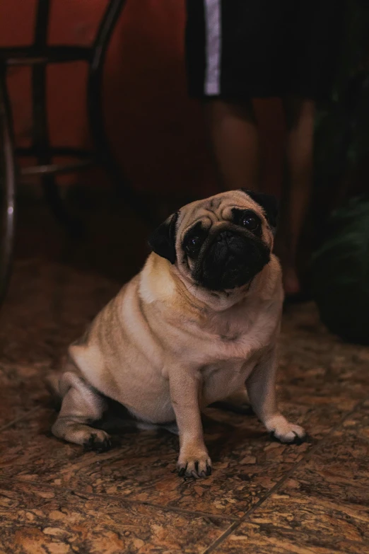 a small puppy sits on the ground and stares