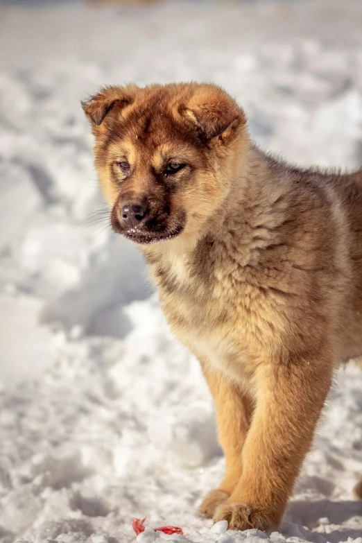 a dog standing in snow next to a toy