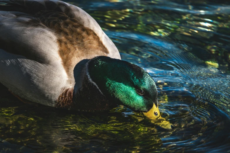 a mallard duck with its head under water