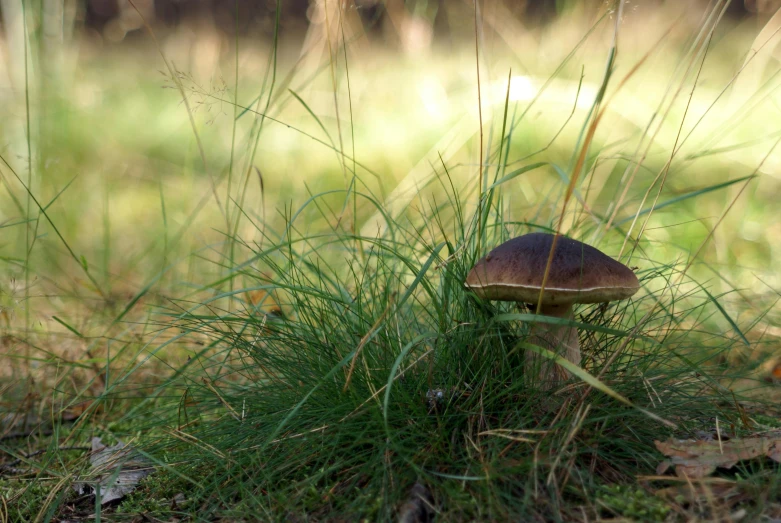 a small mushroom sits on the ground surrounded by green grass