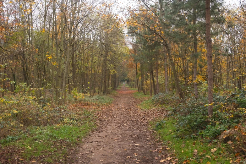dirt path running through woods in the fall