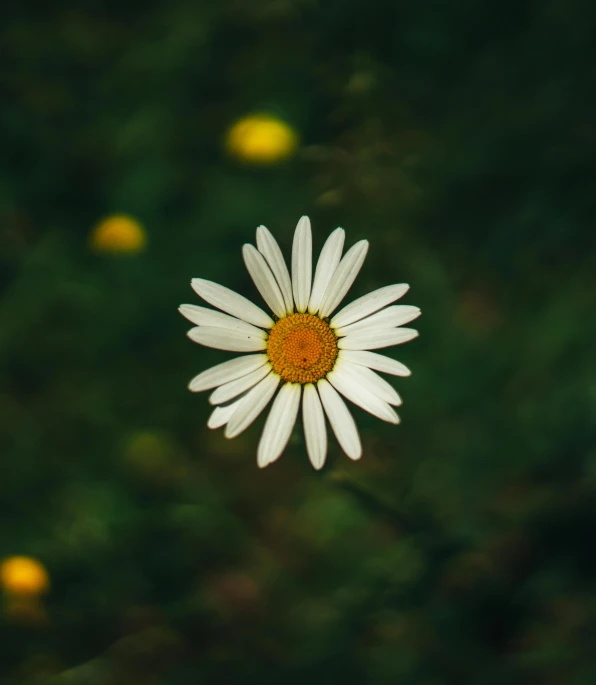 a single flower in the foreground with lots of yellow flowers