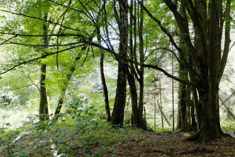 an old dirt path splits in between the trees