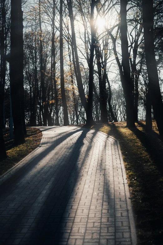 a road with some tree on it near some bushes