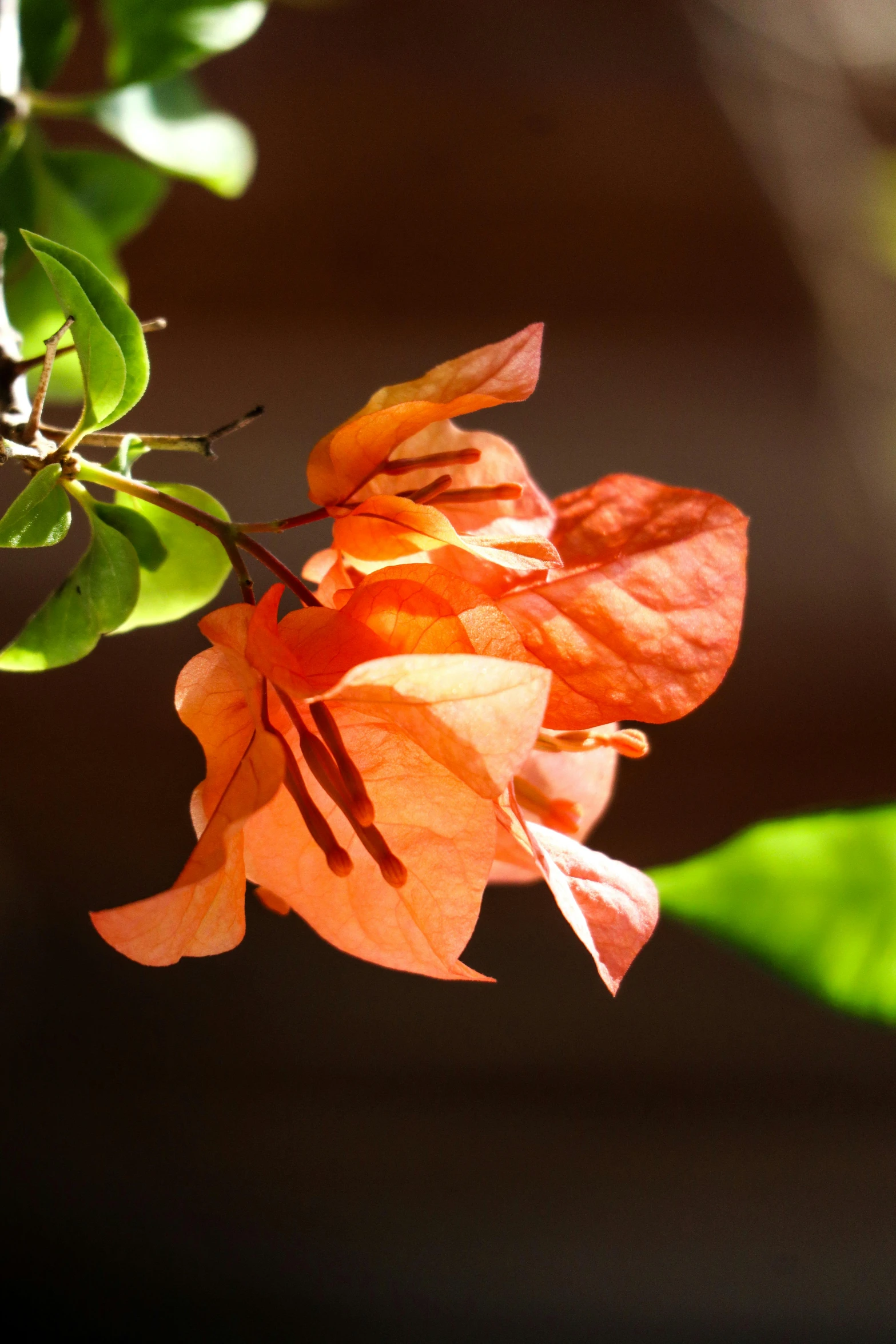 bright orange flowers in a tree, with long green leaves