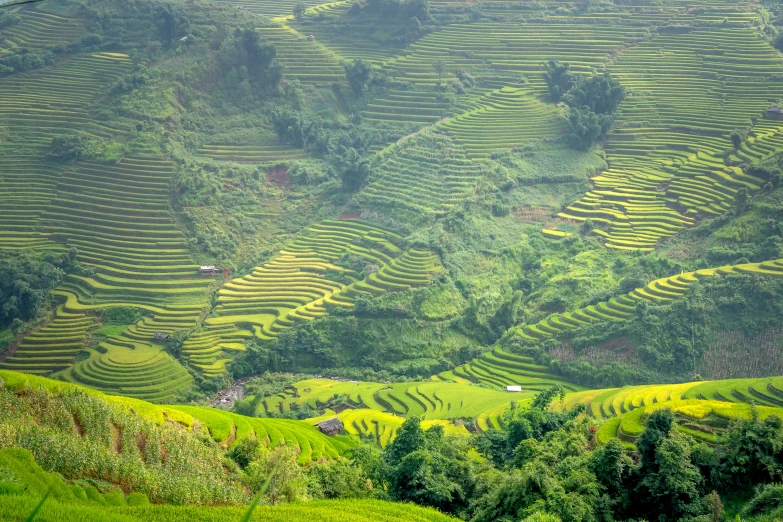 an aerial view of rice terraced farmland