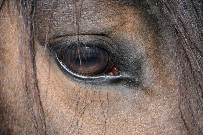 a close up view of the eye of a horse