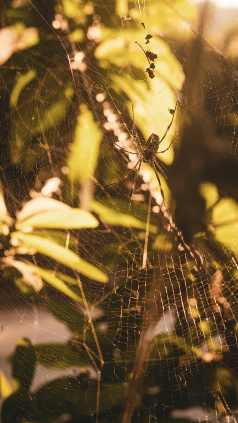 the spider web in this picture looks like it is crawling