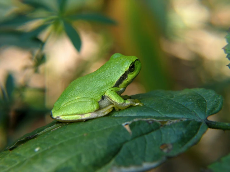 a small frog that is sitting on a leaf