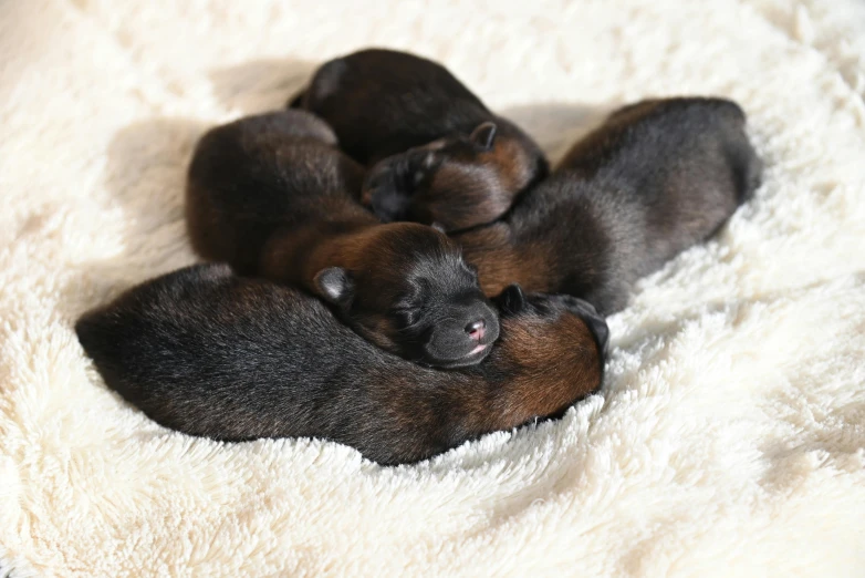 several puppies huddled together on top of a white blanket