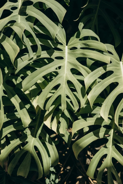 leaves of a tree with the bright sunlight