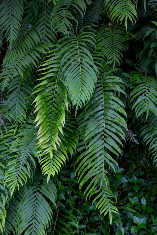 leaves on a tree surrounded by shrubbery