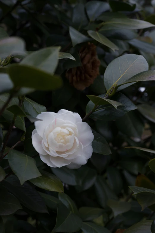 white flower with dark green leaves in the foreground