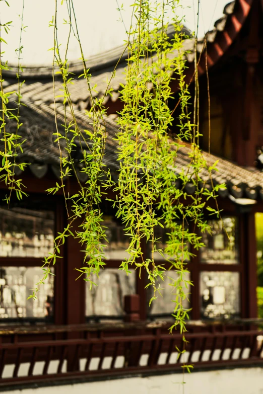 flowers are hanging from a nch on the building