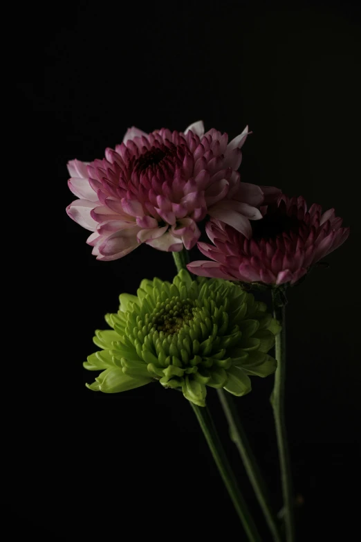 three flowers are being displayed in a vase