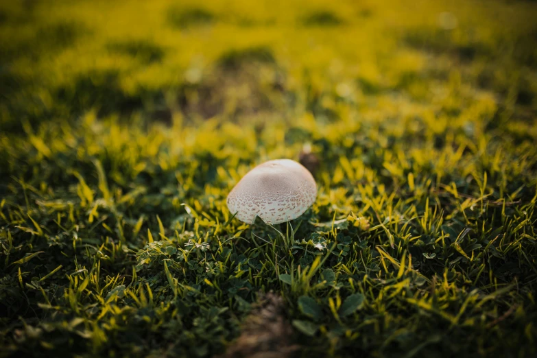 a white mushroom is laying in the grass