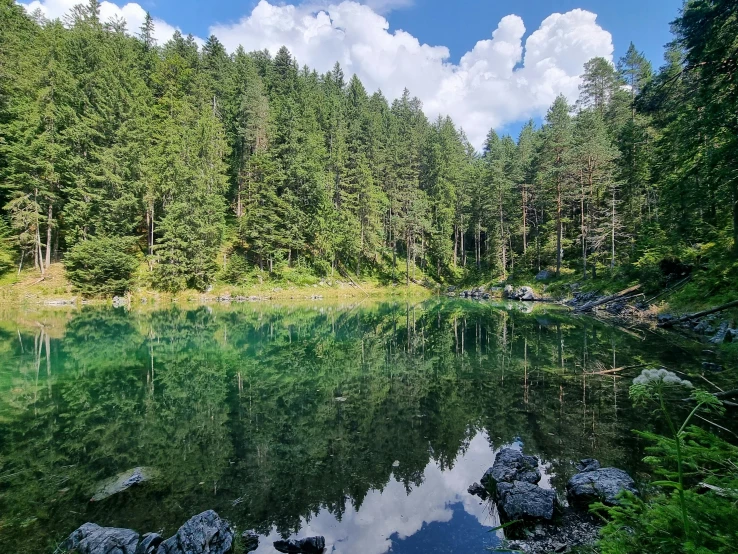 a forest with large trees surrounding it