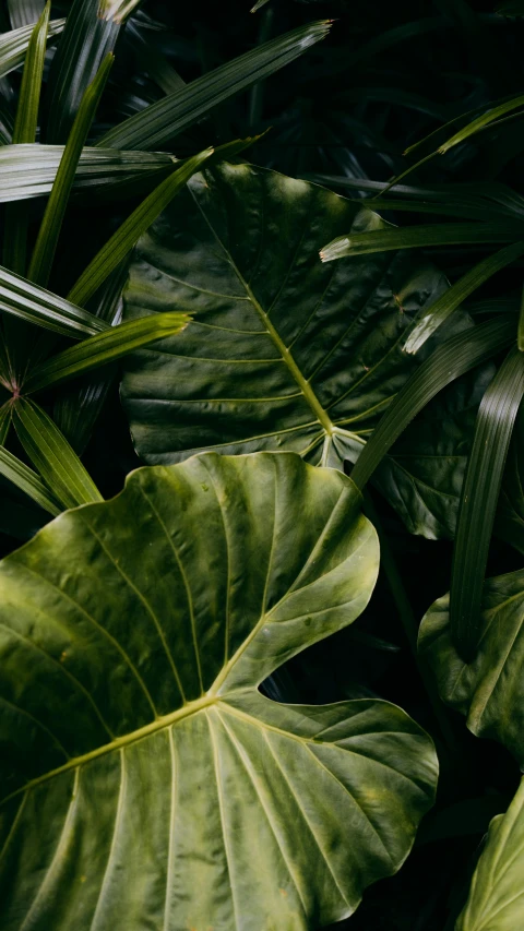 a green and white tropical plant with dark foliage