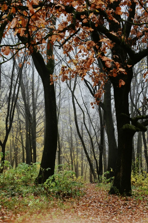 a group of tall trees in the middle of a forest with leaves on the ground