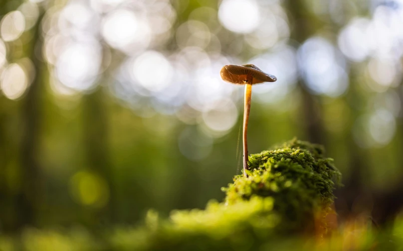 mushroom, with light bough, in the green forest