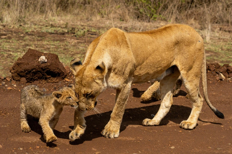 a young lion is walking next to a big adult lion