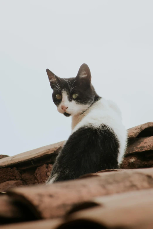 a black and white cat sitting on the roof of a building