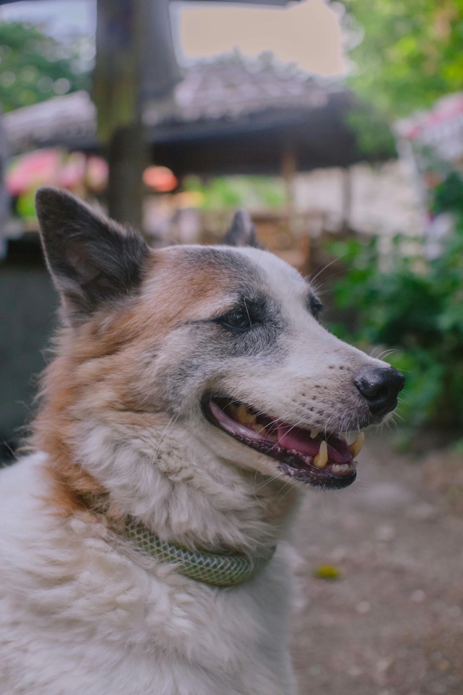 a dog with a collar sitting next to trees