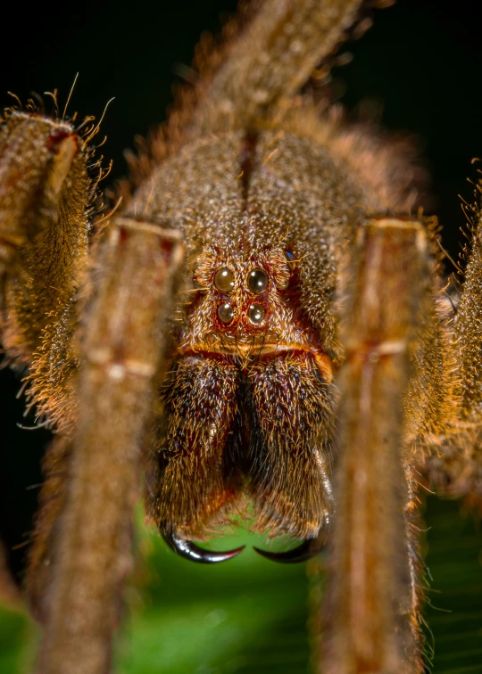 an image of the bottom of a very large spider