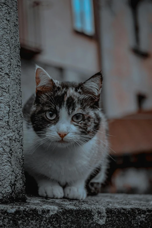 a calico cat is looking into the distance