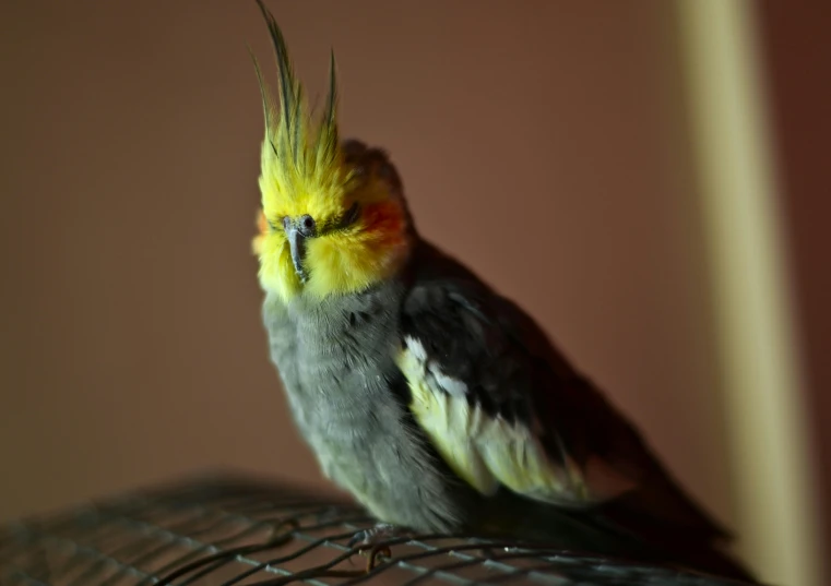 a yellow and gray bird sitting on a metal cage