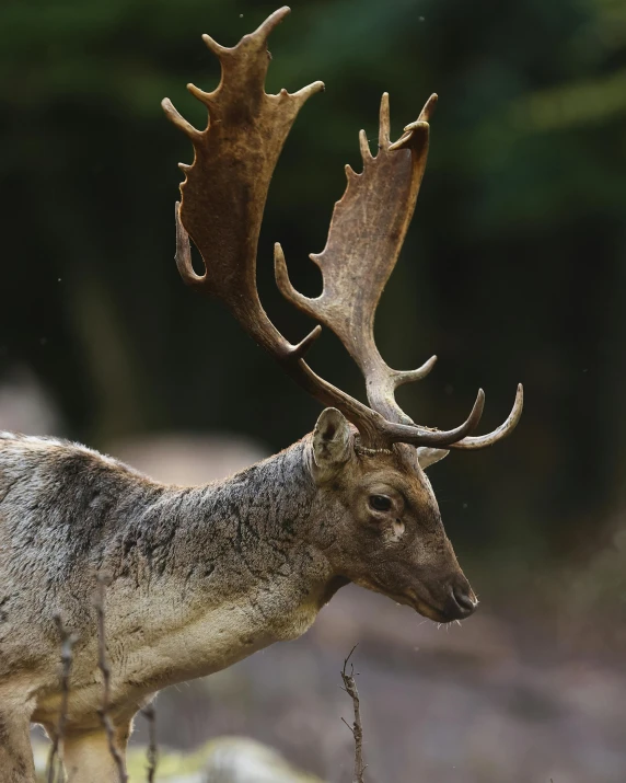 the deer is very large with large antlers on it