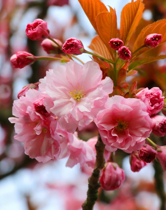 some pink flowers and green leaves are on a tree