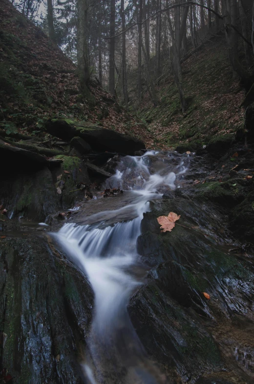 a small waterfall coming out of the ground in the woods